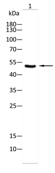 CDK9 Antibody