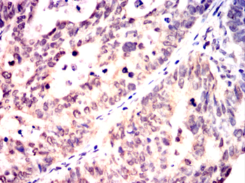 REL Antibody