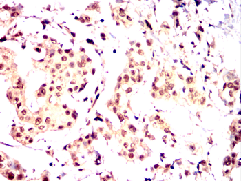 REL Antibody