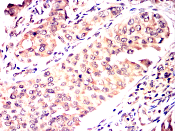 REL Antibody