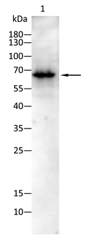 REL Antibody
