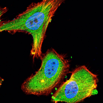 HSP90AB1 Antibody