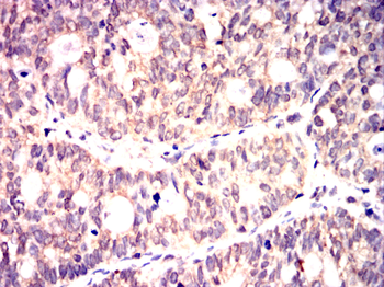 HSP90AB1 Antibody