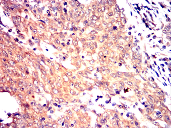 HSP90AB1 Antibody