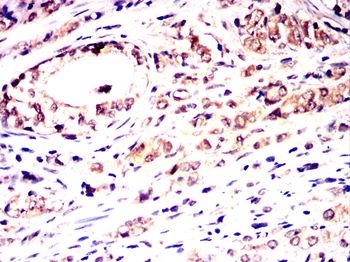 HSP90AB1 Antibody