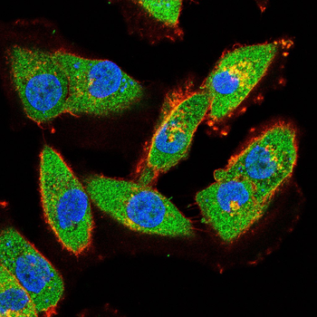 FYN Antibody