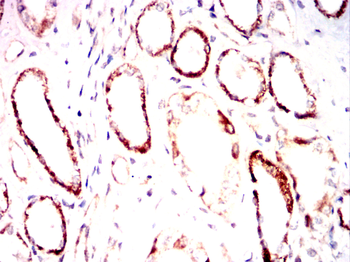 FYN Antibody