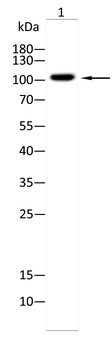 GRIA3 Antibody
