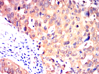CST3 Antibody