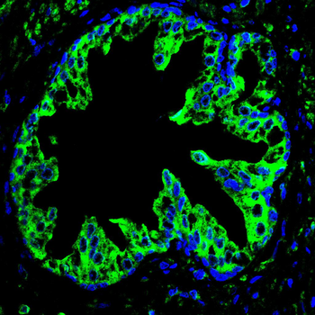 CST3 Antibody