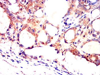 CST3 Antibody