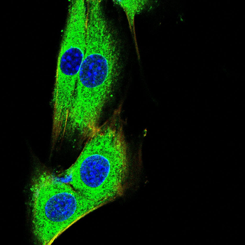 MAP2 Antibody