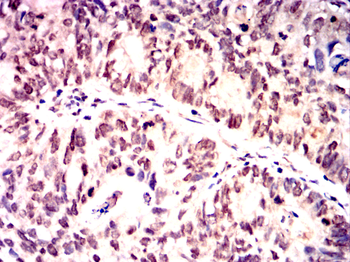 MAP2 Antibody