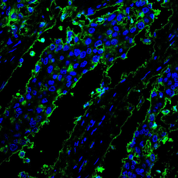 MAP2 Antibody