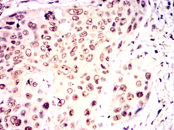 MAP2 Antibody