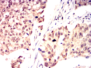 MAP2 Antibody