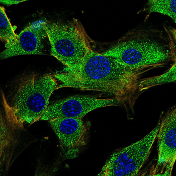 LMNA Antibody