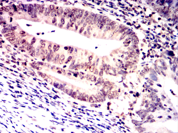 LMNA Antibody