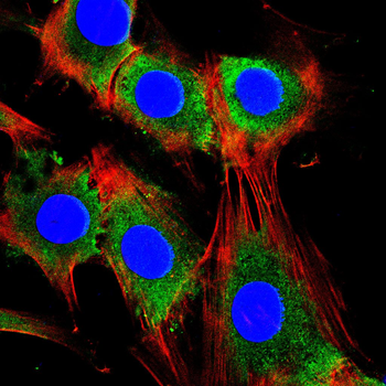 ENO1 Antibody