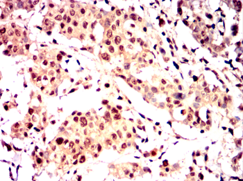 ENO1 Antibody