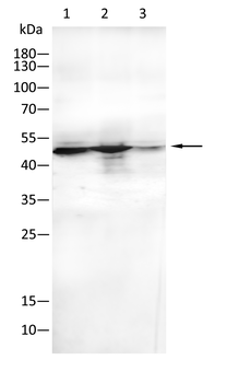 ENO1 Antibody