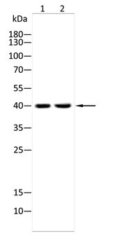 SMN1 Antibody