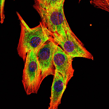 SMN1 Antibody