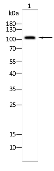 MSH2 Antibody