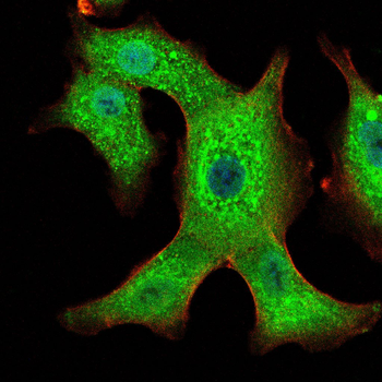 LDLR Antibody