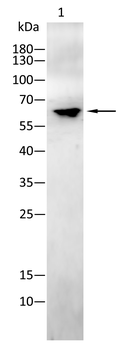 PINK1 Antibody