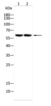 TYR Antibody