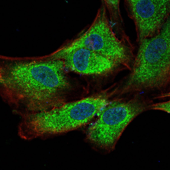 COL17A1 Antibody
