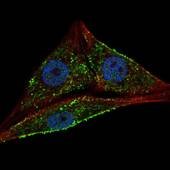 HMGCR Antibody