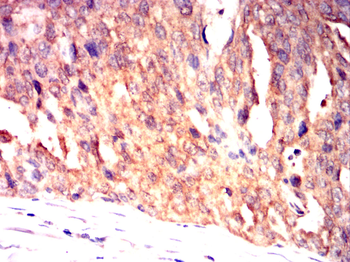 HMGCR Antibody