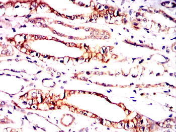 PYCARD Antibody