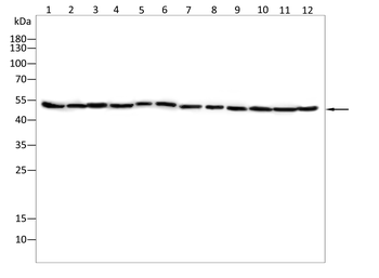 AURKB Antibody