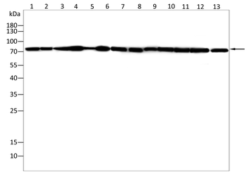 CPT2 Antibody