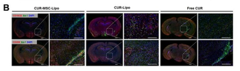 MRC1 Antibody