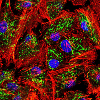MRC1 Antibody