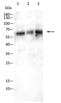 MRC1 Antibody
