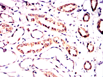OPA1 Antibody