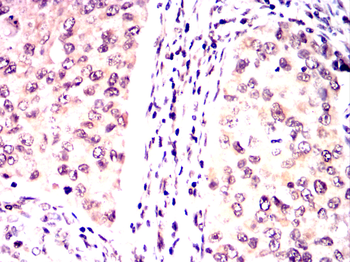 OPA1 Antibody