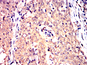 OPA1 Antibody