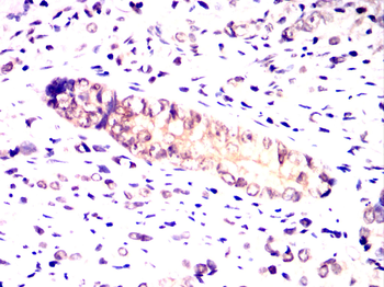 OPA1 Antibody