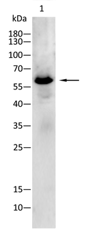 GBA1 Antibody