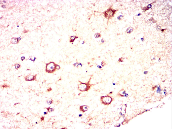 OLIG2 Antibody