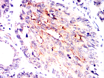 DYNLL1 Antibody