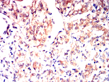 DYNLL1 Antibody