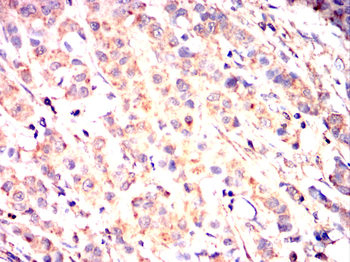 GHR Antibody
