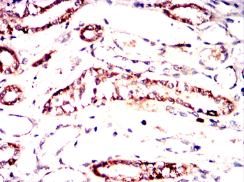 GHR Antibody